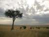 Salas Camp - bush dining in the heart of the reserve